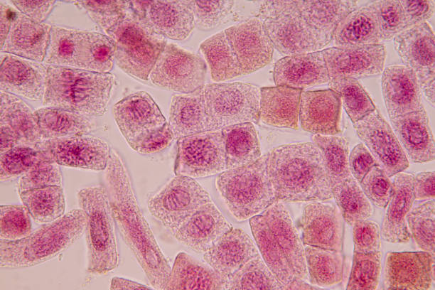 istock Root tip of Onion and Mitosis cell in the Root tip of Onion under a microscope. 1064535968