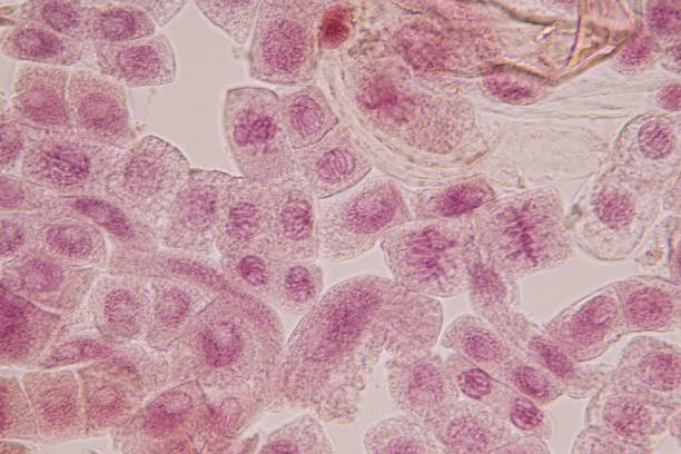istock Root tip of Onion and Mitosis cell in the Root tip of Onion under a microscope. 1064536208