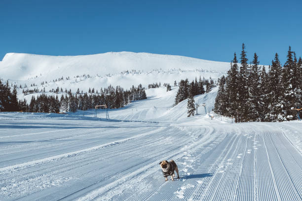 perro busca navidad en esquí de montaña - clear sky diagonal snow winter fotografías e imágenes de stock