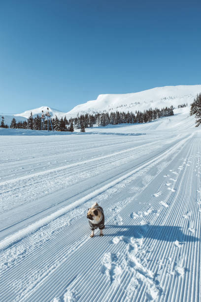 perro busca navidad en esquí de montaña - clear sky diagonal snow winter fotografías e imágenes de stock