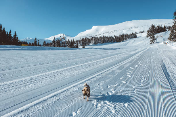 perro busca navidad en esquí de montaña - clear sky diagonal snow winter fotografías e imágenes de stock