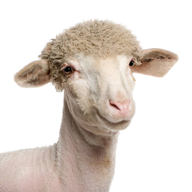portrait of partially shaved merino lamb, 4 months old. - kaal geschoren hoofd stockfoto's en -beelden