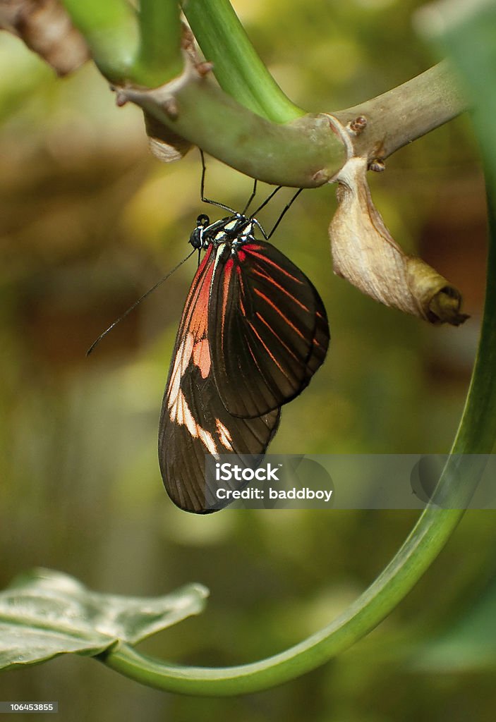 Le Papillon - Photo de Aile d'animal libre de droits