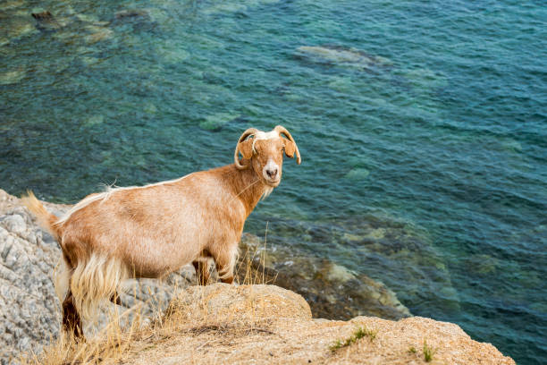 istock Goat is standing near the cliff in Greece 1064538566