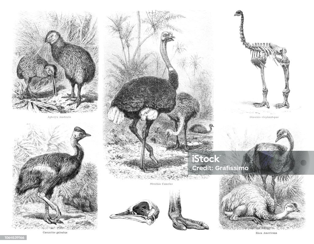 Flightless bird Kiwi ostrich cassowary illustration Kiwis are flightless birds native to New Zealand, in the genus Apteryx and family Apterygidae.
Cassowaries are ratites ( flightless birds without a keel on their sternum bone ) in the genus Casuarius and are native to the tropical forests of New Guinea ( Papua New Guinea and Indonesia ), nearby islands, and northeastern Australia.
Original edition from my own archives
Source : Brockhaus Conversationslexikon 1887 Ostrich stock illustration