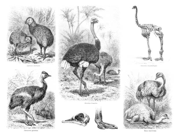 Flightless bird Kiwi ostrich cassowary illustration Kiwis are flightless birds native to New Zealand, in the genus Apteryx and family Apterygidae.
Cassowaries are ratites ( flightless birds without a keel on their sternum bone ) in the genus Casuarius and are native to the tropical forests of New Guinea ( Papua New Guinea and Indonesia ), nearby islands, and northeastern Australia.
Original edition from my own archives
Source : Brockhaus Conversationslexikon 1887 ostrich farm stock illustrations