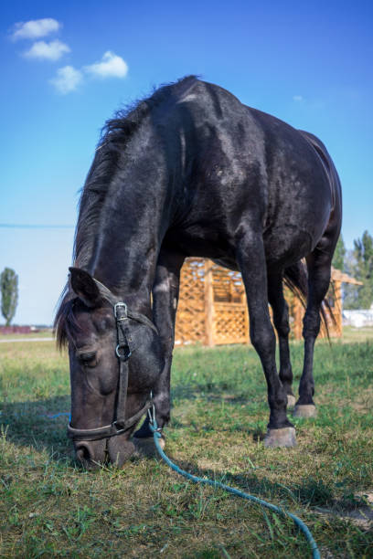 istock Black horse feeds at grass on farm meadow 1064544044
