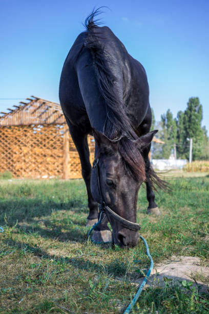 istock Black horse feeds at grass at farm 1064544084