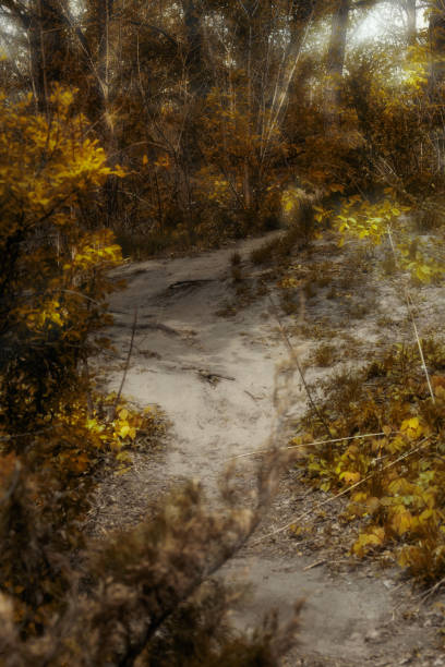 istock Fantasy autumn forest background with mysterious trail 1064546772