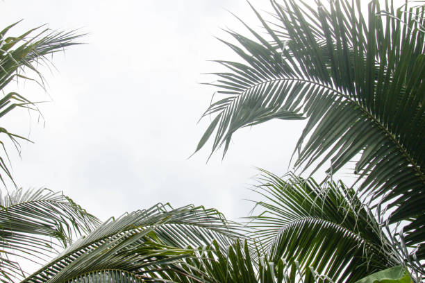 istock Leaves of coconut trees are bright green. 1064547136