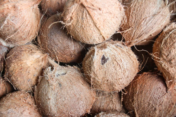 istock Coconut without bark for coconut milk. 1064547264