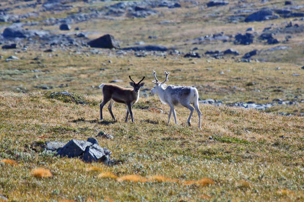 istock two reindeer grazing in nature 1064547290
