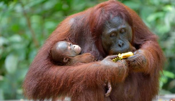 istock Mother orangutan and cub  eating. 1064547992