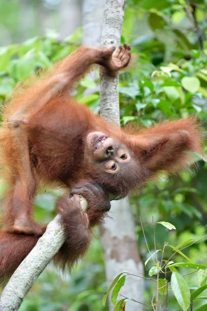 istock The cub of Central Bornean orangutan 1064549696