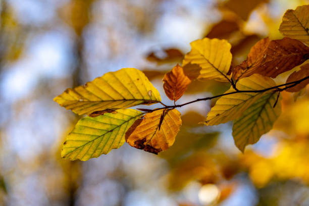 istock Wienerwald trees in autumn 1064549736
