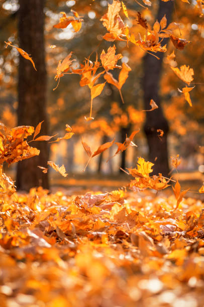 istock falling dry yellow maple leaves on an autumn 1064550100