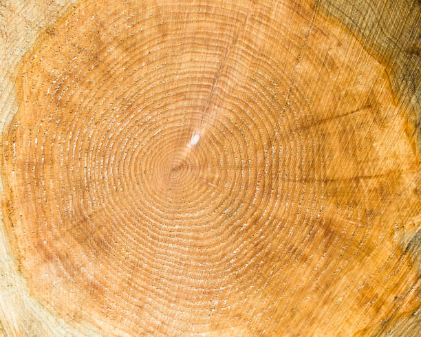 textura do tronco de árvore cortado, close-up - wood cracked single line striped - fotografias e filmes do acervo
