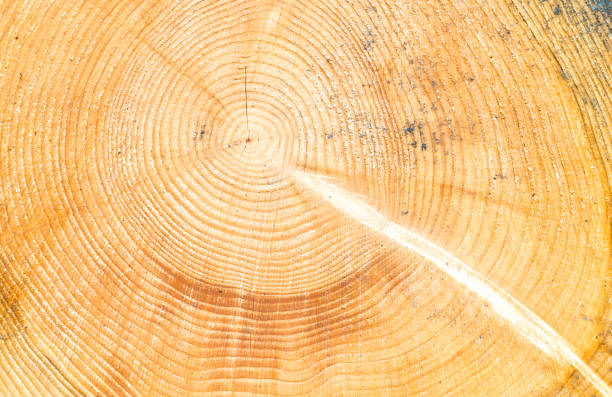 istock Wood texture of cutted tree trunk, close-up 1064550760