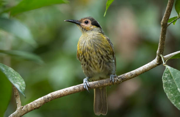 istock Fauna Of Northern Cairns Region 1064551264