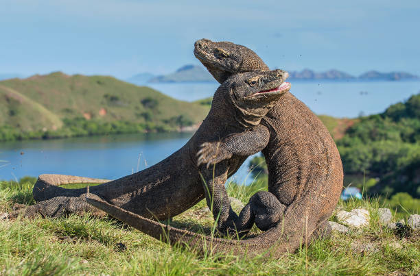 istock Fight of komodo dragons. 1064552286