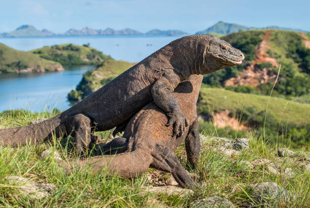 istock Fight of komodo dragons. 1064552292