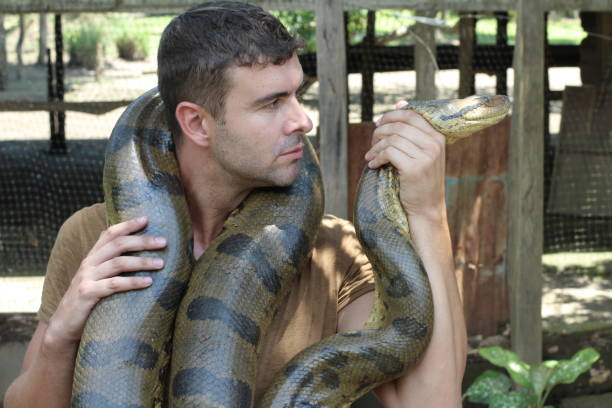 istock Strong man holding gigantic anaconda 1064552374