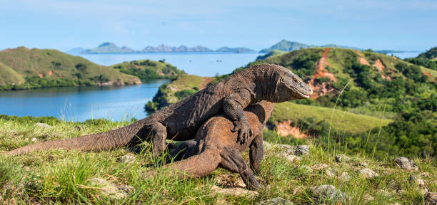istock Fight of komodo dragons. 1064552442
