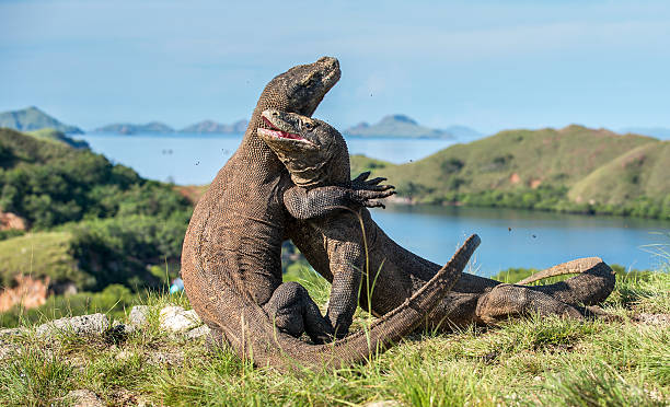 Fight of komodo dragons.