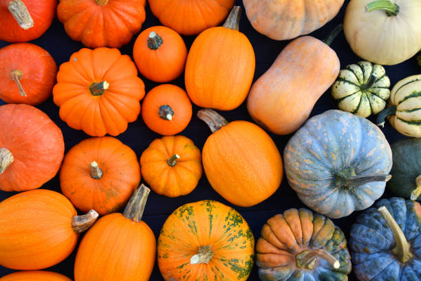 istock Colorful varieties of pumpkins and winter squashes 1064554490