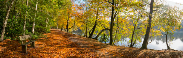 outono em black park, buckinghamshire - buckinghamshire - fotografias e filmes do acervo