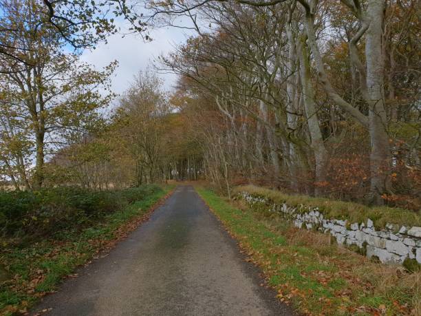 istock Trees and leaves in forest in autumn with open road 1064558602