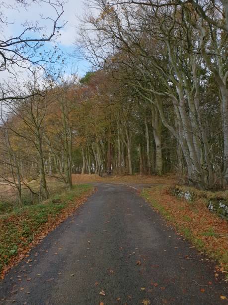 istock Trees and leaves in forest in autumn with open road 1064558606