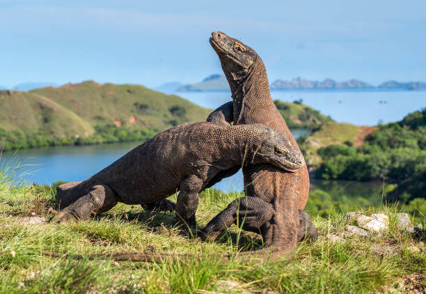 istock Fight of komodo dragons. 1064558978