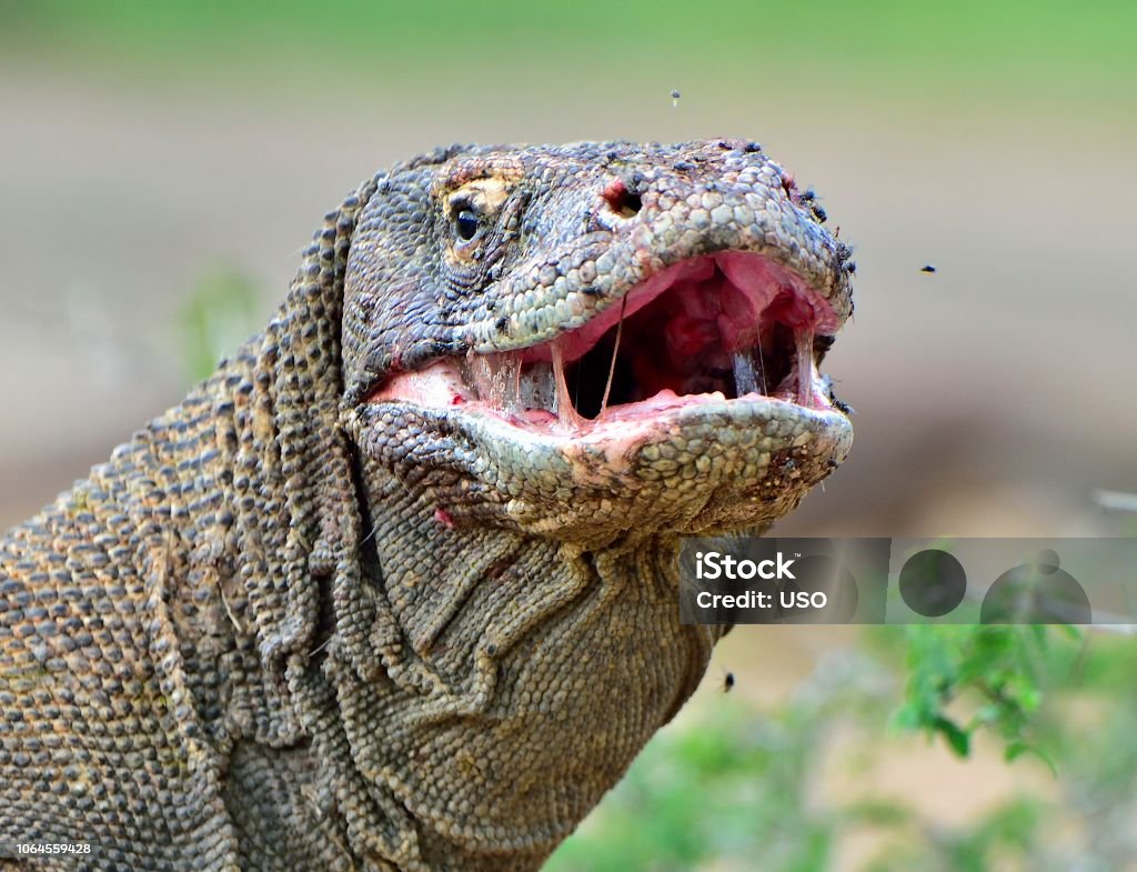 The Komodo Dragon With Open Mouth Stock Photo - Download Image Now ...