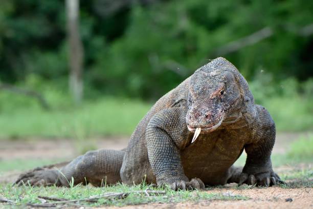 istock The Komodo dragon with a tongue 1064561960