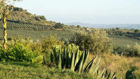Rural Sicily