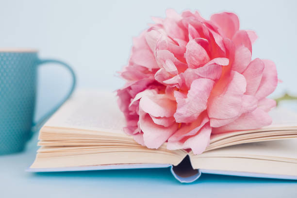 istock Peony flower and book on blue background 1064563638