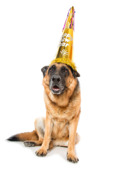istock New Year's Eve Dog Celebrations 1064565072