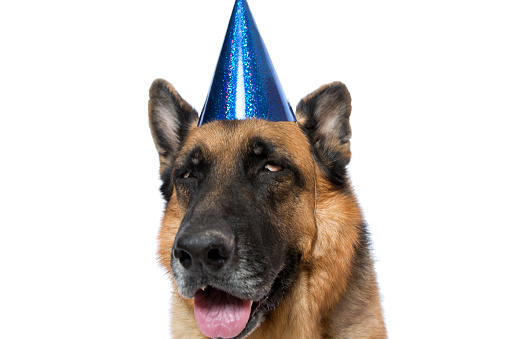 A dog celebrating New Year's Eve