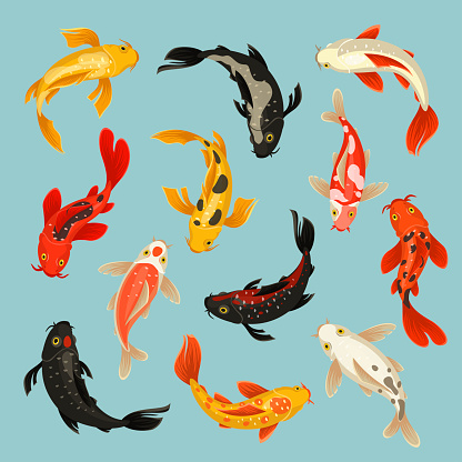 Koi fish beautiful swim oriental pattern design. Japanese carp in water. Vector flat style cartoon illustration isolated on light blue background
