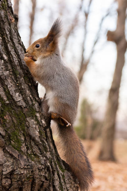 istock Squirrel in the autumn park 1064567504