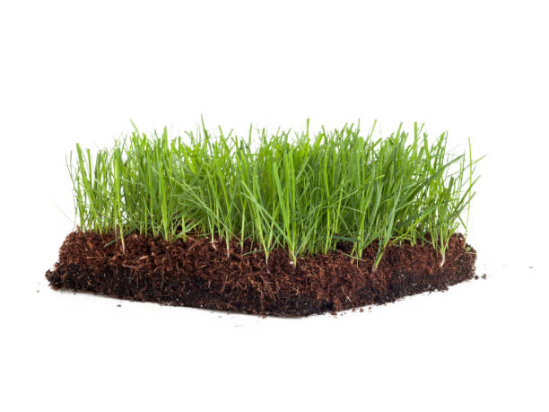 istock Cross-section of a green meadow isolated on white background 1064568090