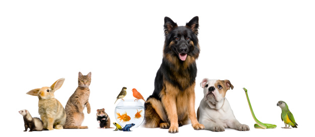 Grupo de mascotas perro, gato, pájaro, reptil, roedor, ferret, pescado photo