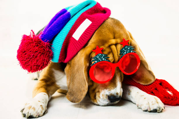 istock cute and funny beagle dog in hat and glasses 1064573200