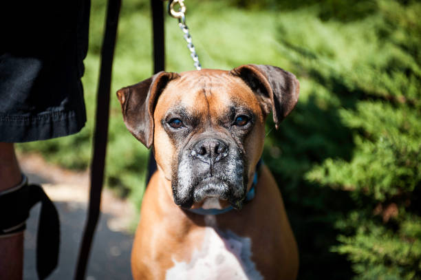 istock Blessing of the pets 1064573374