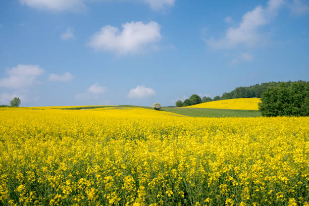 istock landscape with big rapeseed field and blue sky 1064573502