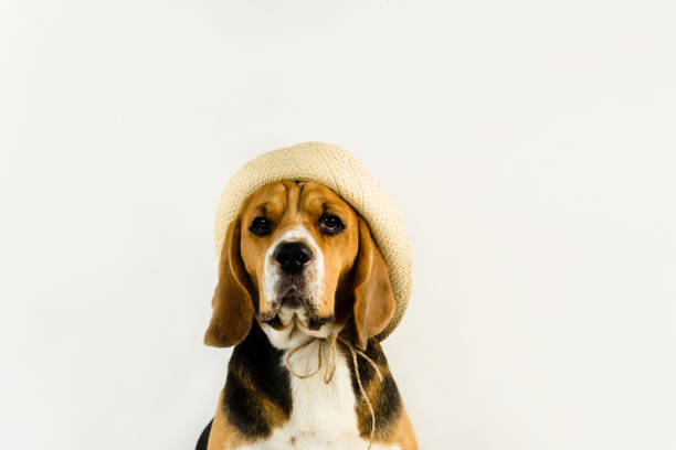 istock cute and funny beagle dog in hat 1064573532