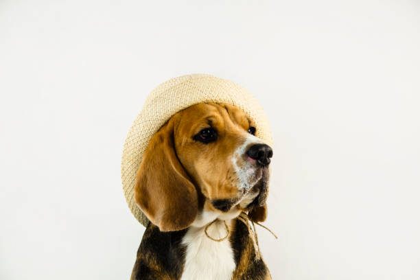 istock cute and funny beagle dog in hat 1064573570