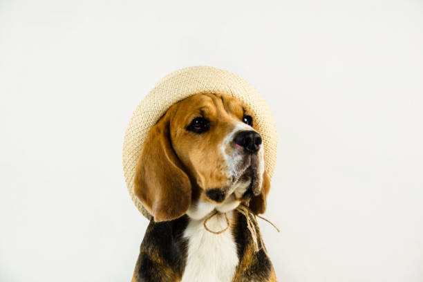 istock cute and funny beagle dog in hat 1064573586