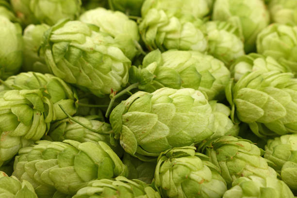 istock Close up background of fresh green beer hops 1064573624